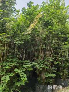 高度500厘米丛生紫荆