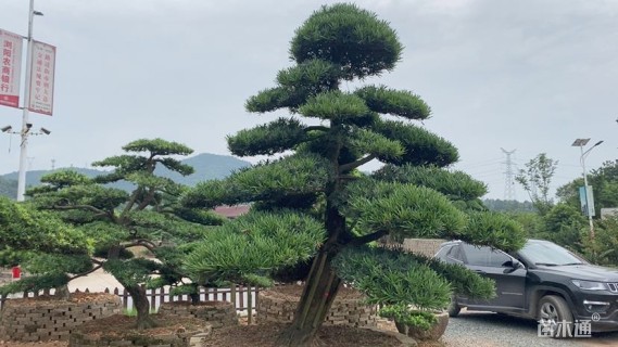 移栽苗造型罗汉松
