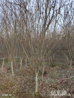 15公分西府海棠