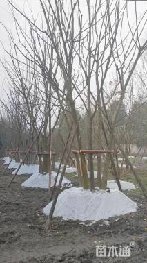 12公分丛生朴树