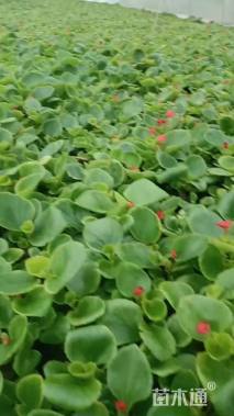 高度5厘米四季海棠