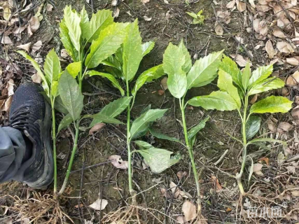 高度60厘米洒金珊瑚