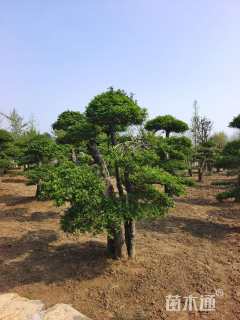 10公分造型对节白蜡