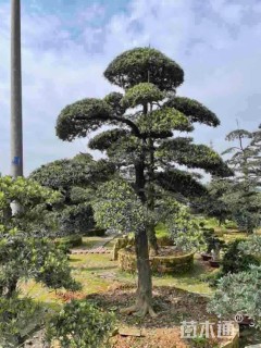移栽苗造型罗汉松