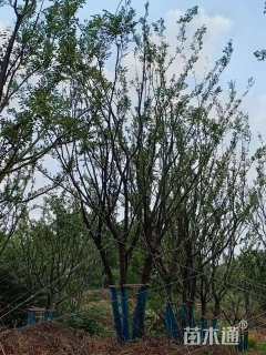 30公分丛生朴树