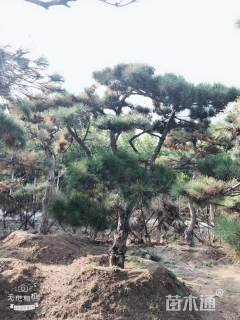 20公分造型黑松