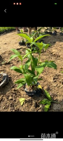 高度20厘米软枝黄蝉