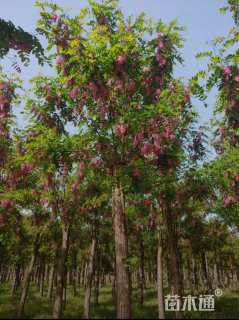 12公分香花槐