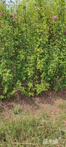 高度150厘米红花木槿
