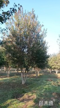 高度900厘米丛生三角枫