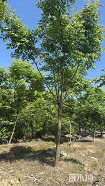 18公分栾树