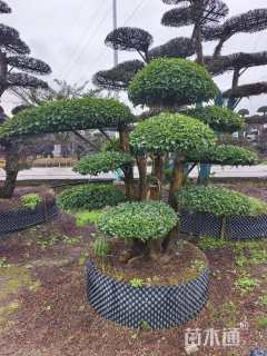 35公分造型小叶女贞