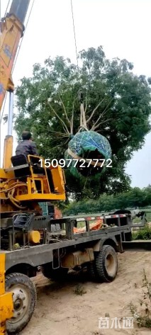 高度700厘米丛生国槐