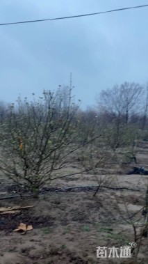 高度300厘米木绣球