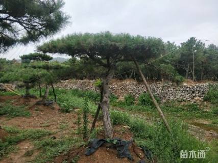 25公分造型油松