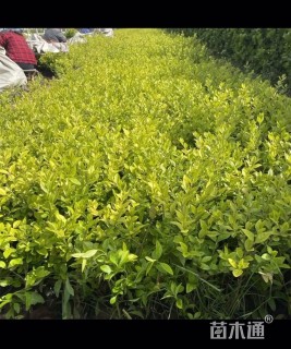 高度38厘米金叶女贞