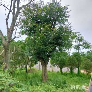 62公分朴树