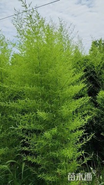 地栽苗雷竹