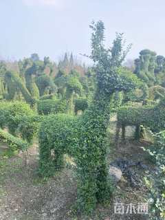 10公分造型小叶女贞