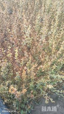 高度50厘米黄刺玫