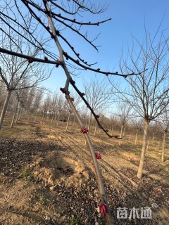 高度550厘米紫荆