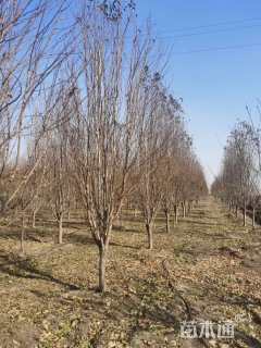 10公分龙柱碧桃