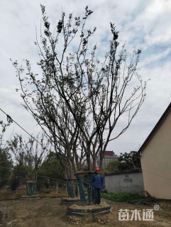 70公分朴树