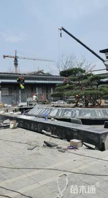 60公分造型黑松