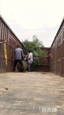 8公分粉花山扁豆