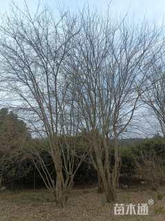 高度600厘米丛生三角枫