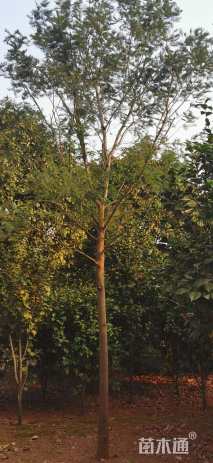 20公分澳洲金合欢