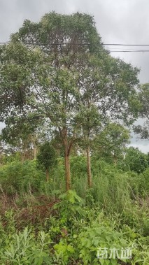 17公分大叶女贞