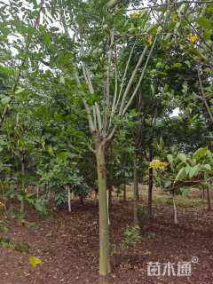 12公分黄山栾树