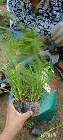 高度20厘米细叶芒