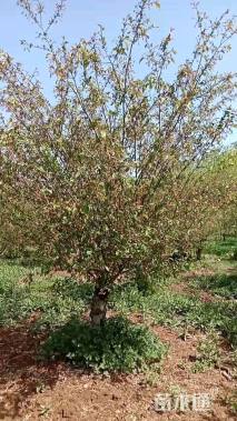 15公分垂丝海棠