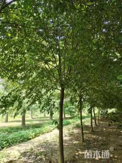 20公分朴树