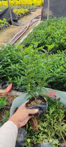 高度15厘米胡椒木