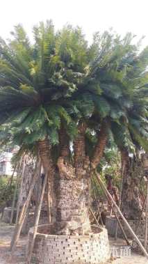 120公分巴西铁树