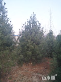 高度450厘米白皮松