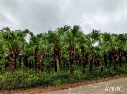 裸干高200厘米霸王葵