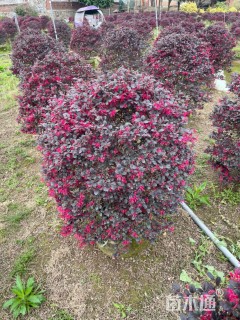 冠幅70厘米红花继木球