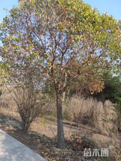 20公分大叶女贞