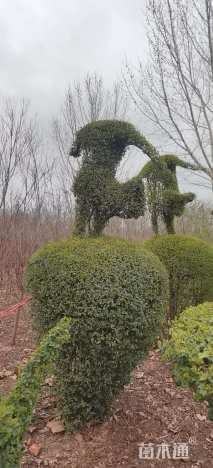 10公分造型小叶女贞