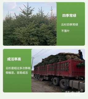 高度550厘米云杉