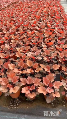 高度30厘米矾根