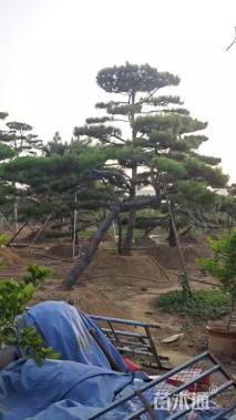 17公分造型黑松