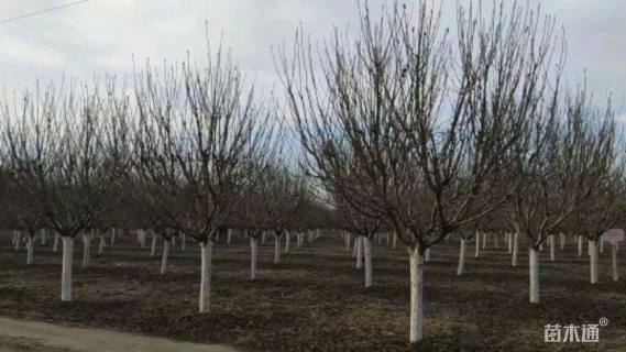 18公分日本晚樱