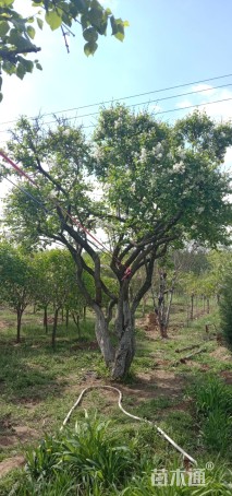 高度2.2厘米丁香