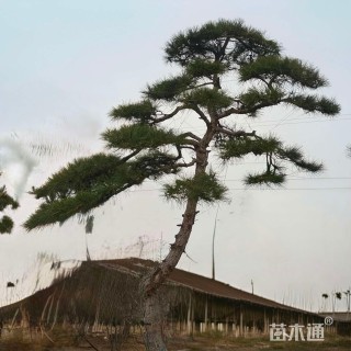 高度300厘米黑松