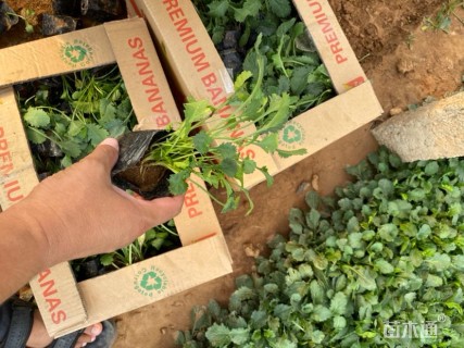 高度15厘米大滨菊